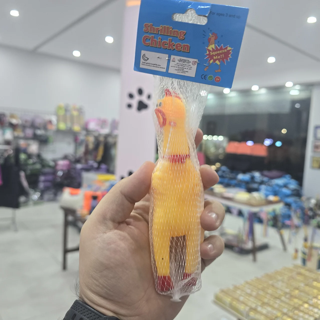 مرغ نالان کوچک